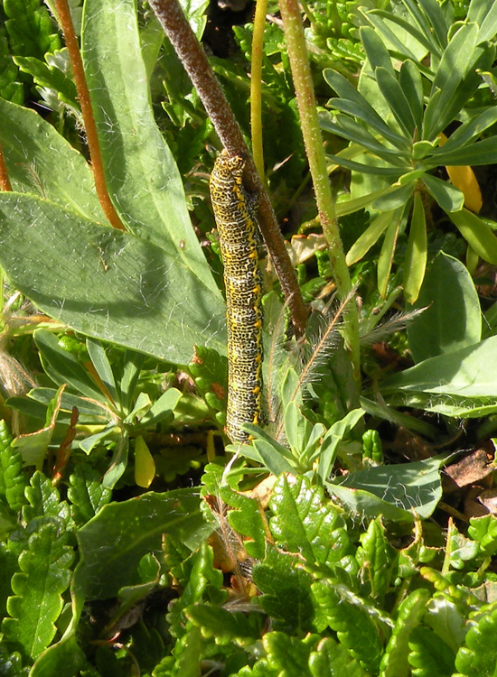 Due bruchi - E. defoliaria e Lycia sp.